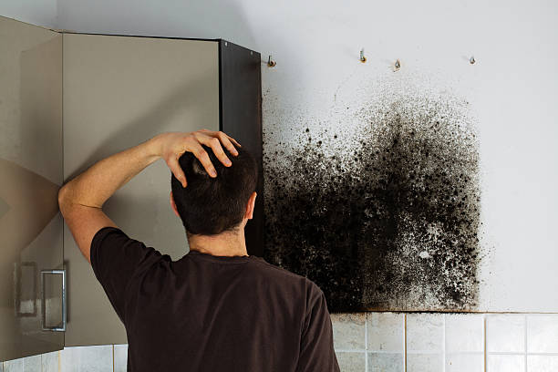 Professional Mold Removal in Holtsville, NY